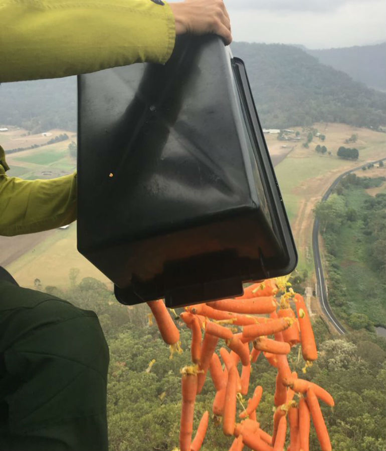 Mais de uma tonelada de alimentos foram lançados aos animais cercados pelo fogo na Austrália
