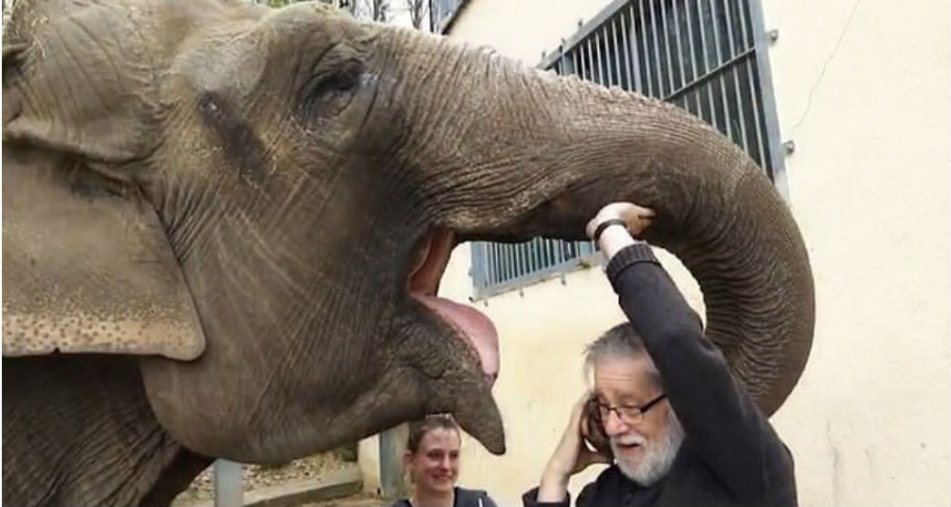 Tratador de animais reencontra elefante que não via há 32 anos — e o resultado é emocionante
