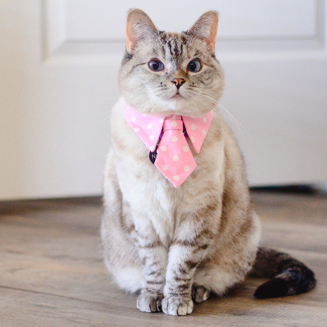 Esta é a gata com mais seguidores no Instagram