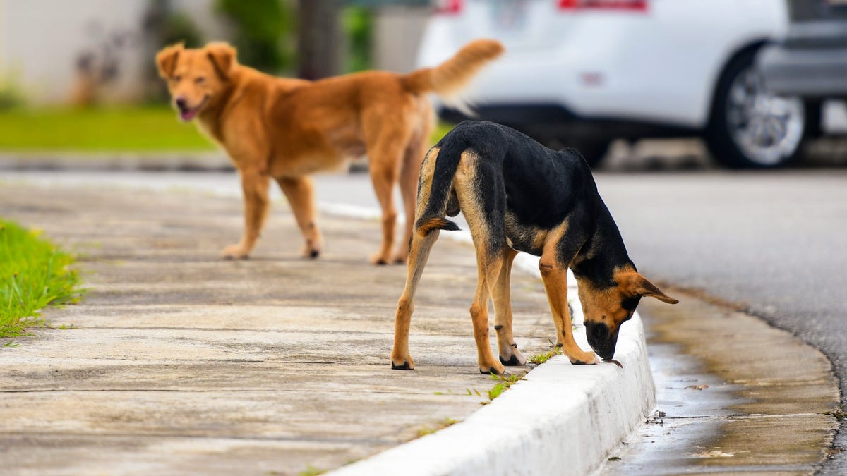 Rússia captura animais vadios e extermina ratos para evitar contágio de coronavírus