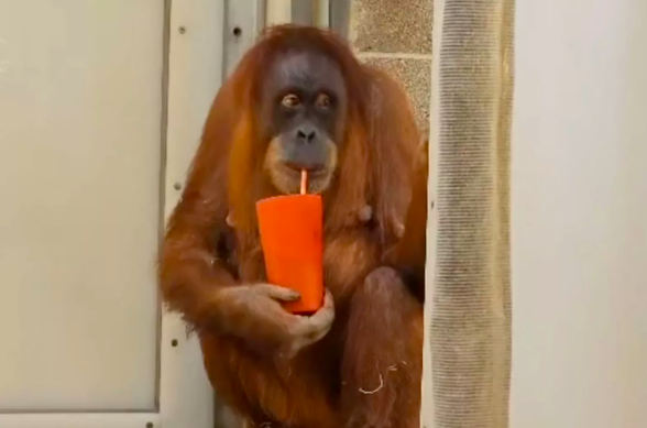 Orangotango grávida estava com enjoos matinais e só um chá medicinal é que a ajudou. Veja como