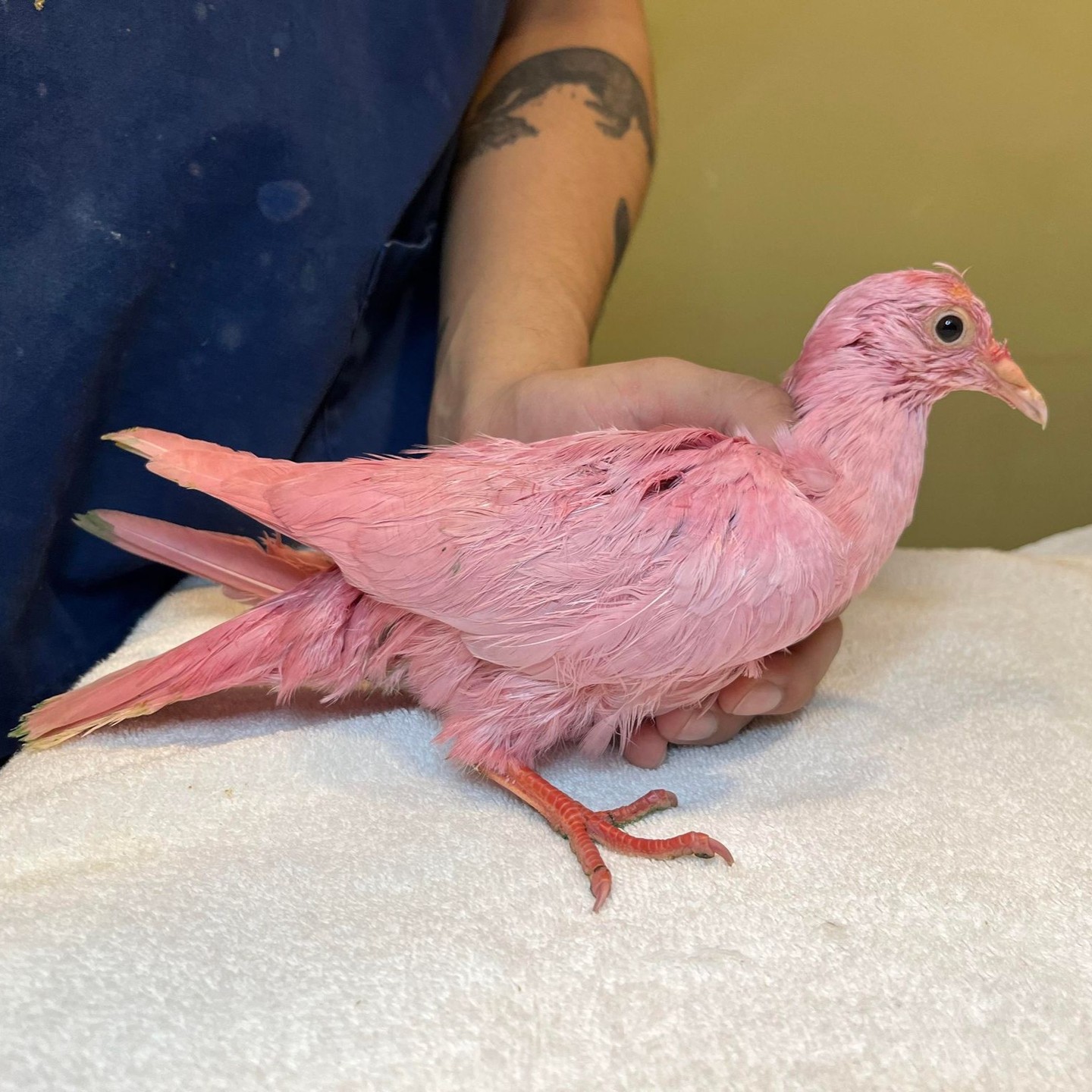 Pombo foi pintado de rosa e depois abandonado. Animal foi resgatado mas está em estado crítico