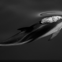 As 19 melhores imagens do concurso de fotografia da National Geographic