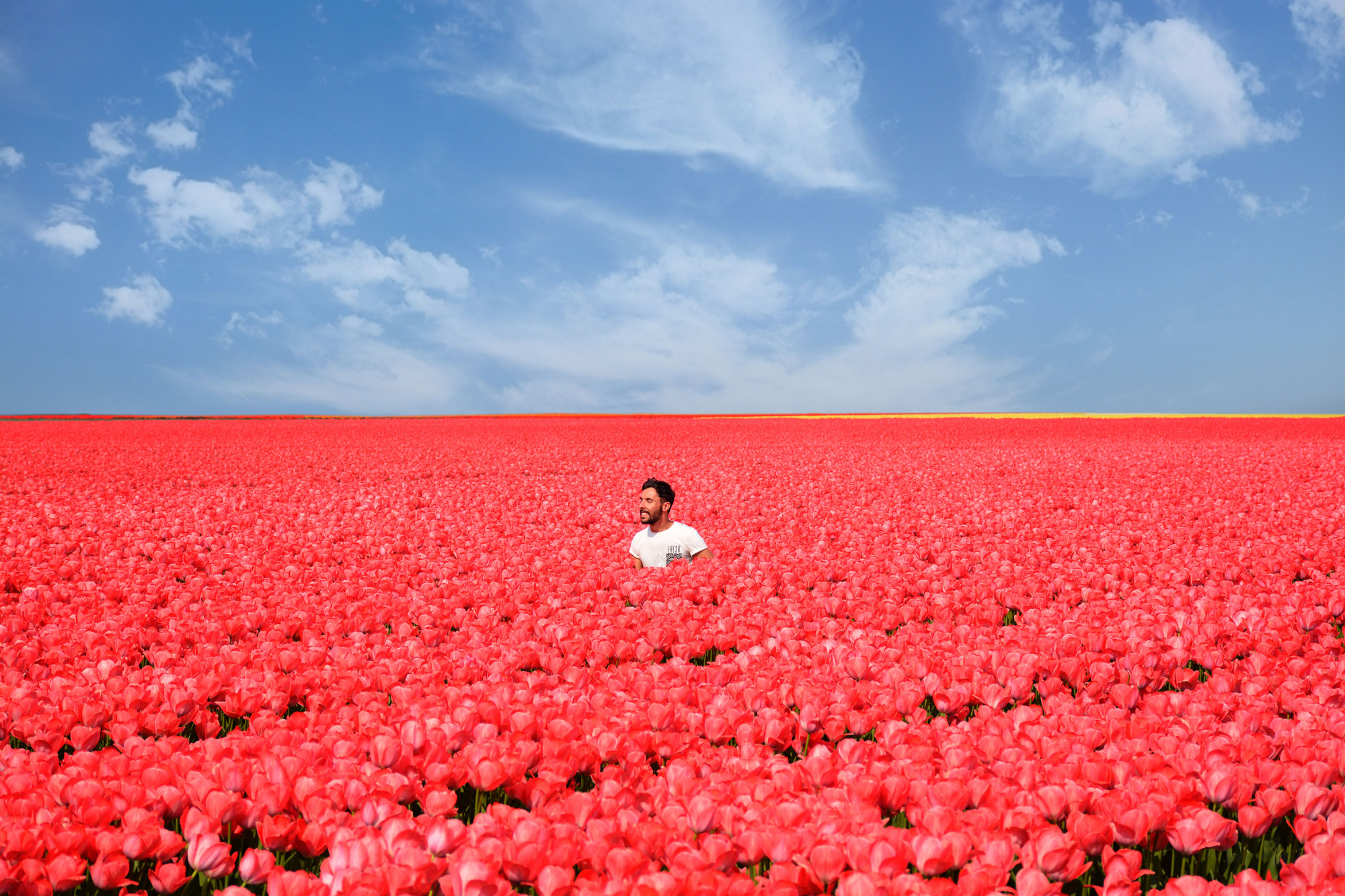 Holanda pede aos turistas que não pisem as tulipas