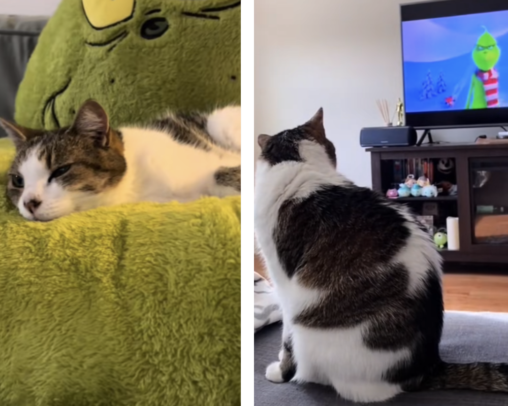 Esta gata adora ver os filmes do “Grinch”. Conheça o animal que já é uma estrela do TikTok