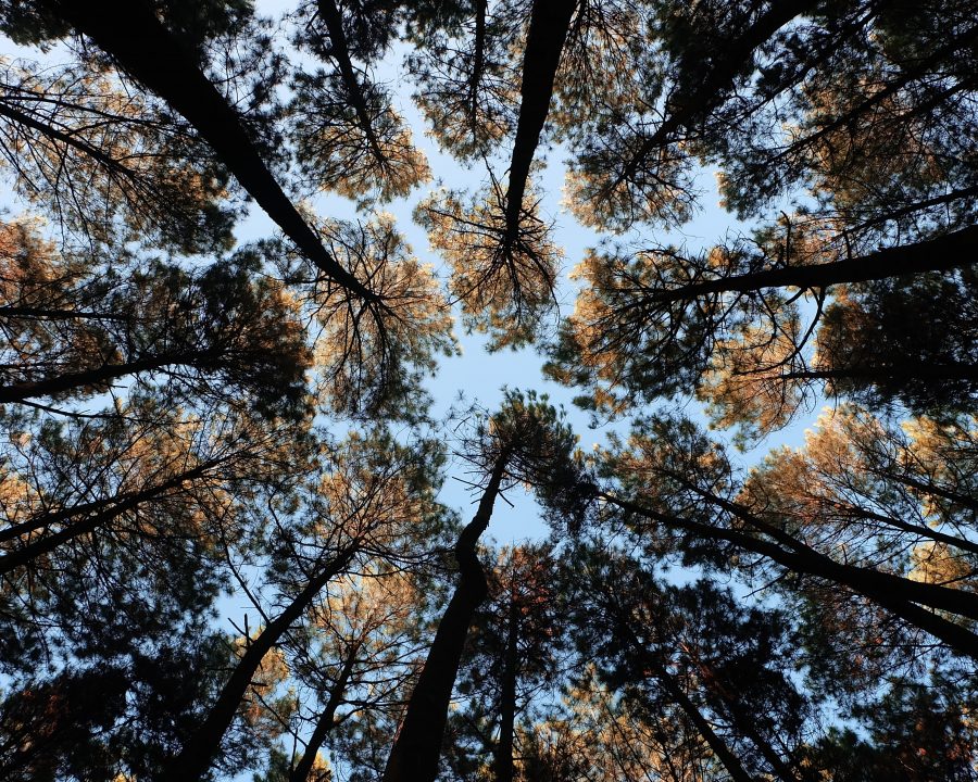 Hackathon FénixHack: à procura de soluções para combater incêndios