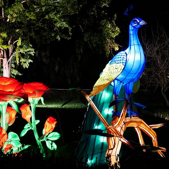 O Jardim Botânico Tropical em Belém tem um espetáculo noturno que dá a volta ao mundo