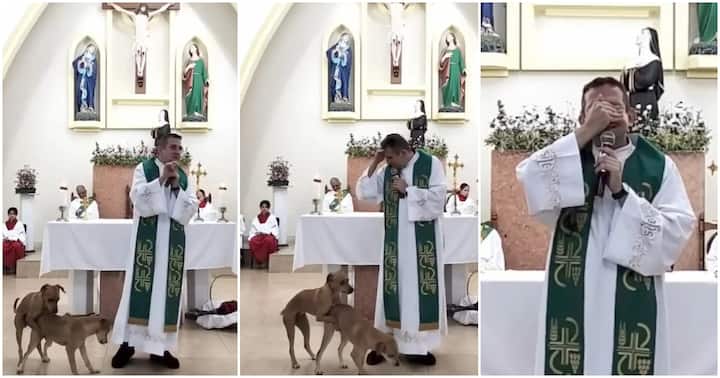 Este é o melhor vídeo que vai ver hoje: cães interrompem missa e fazem sexo no altar. Padre nem quer acreditar