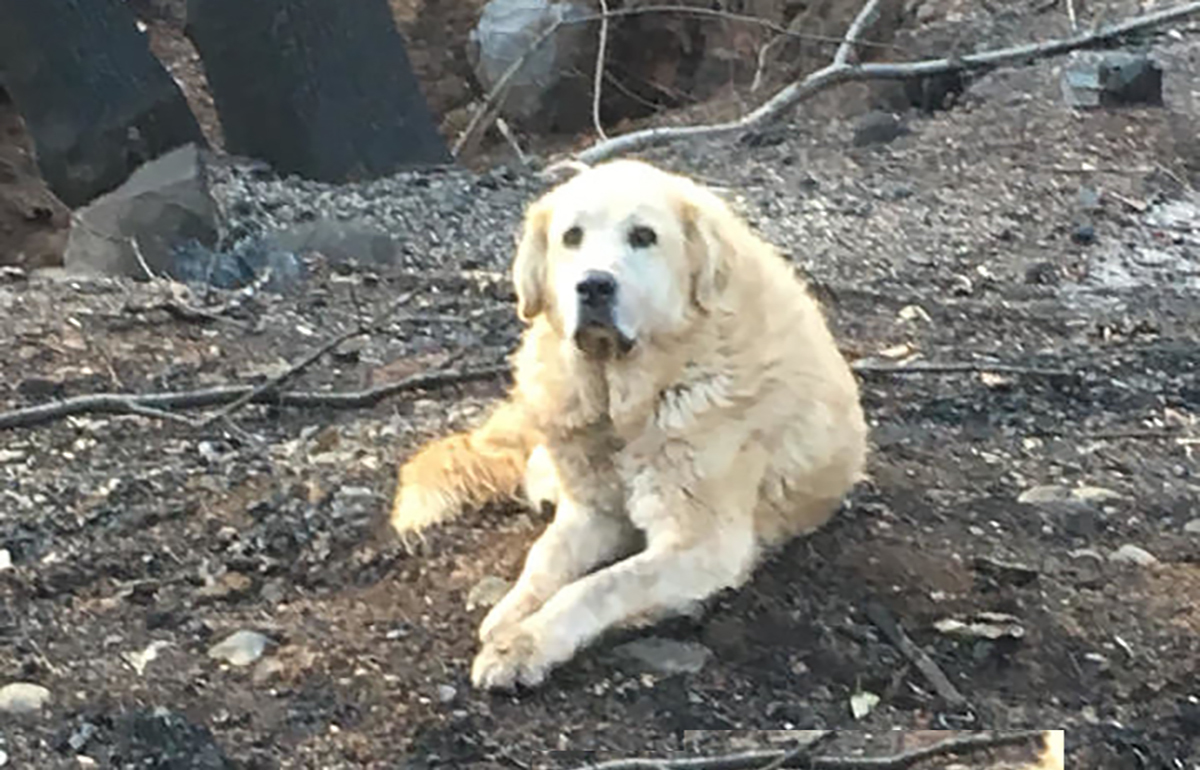 A história do cão que esperou um mês pela família junto dos destroços da sua antiga casa