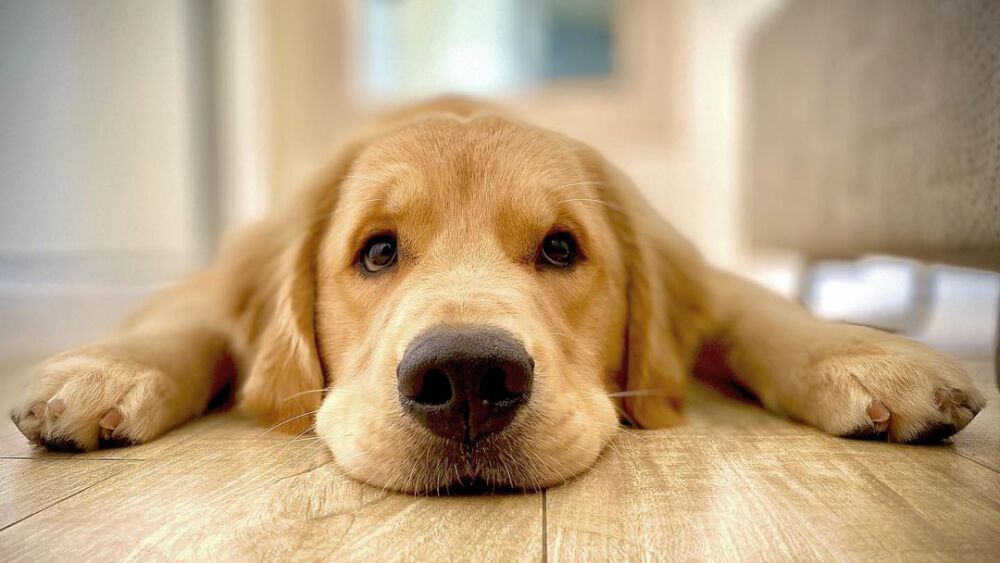 Lei Joca. Brasil aprova lei que responsabiliza companhias aéreas por mortes de animais durante voos