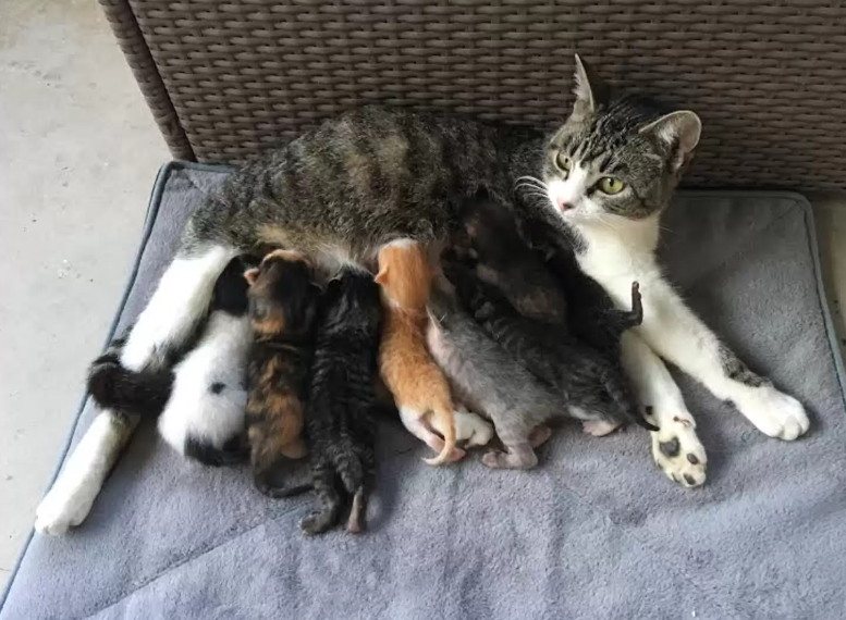 Mãe gata acolhe cinco gatinhos órfãos e trata-os como se fossem seus. “Ela amou-os imediatamente”