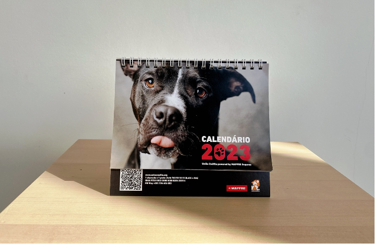 Os animais pretos são os menos adotados em todo o Mundo. Compre este calendário para os ajudar