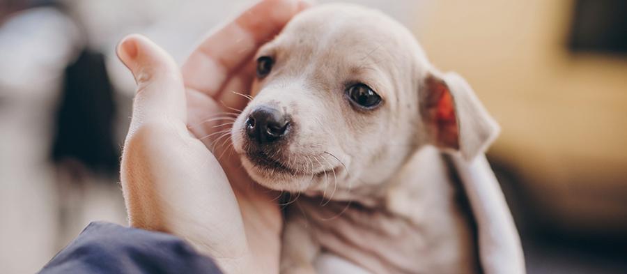 Os donos de cães gostam mais do seu animal do que de outras pessoas. E é um estudo que o comprova