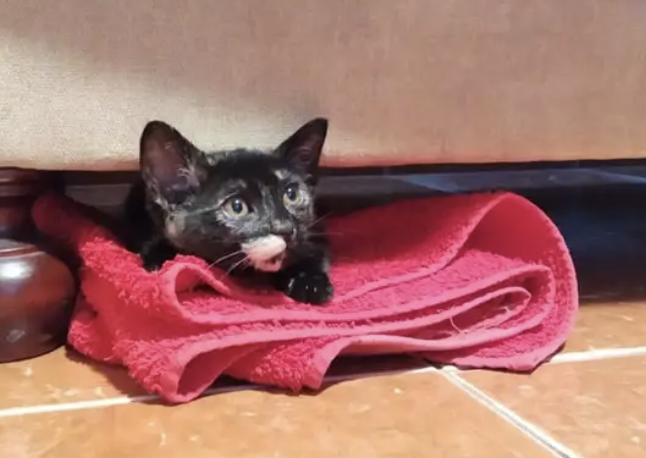 A gatinha Farrisca desapareceu há 2 anos em Algés. Foi encontrada agora a 20 km de casa — “Chorámos todos”