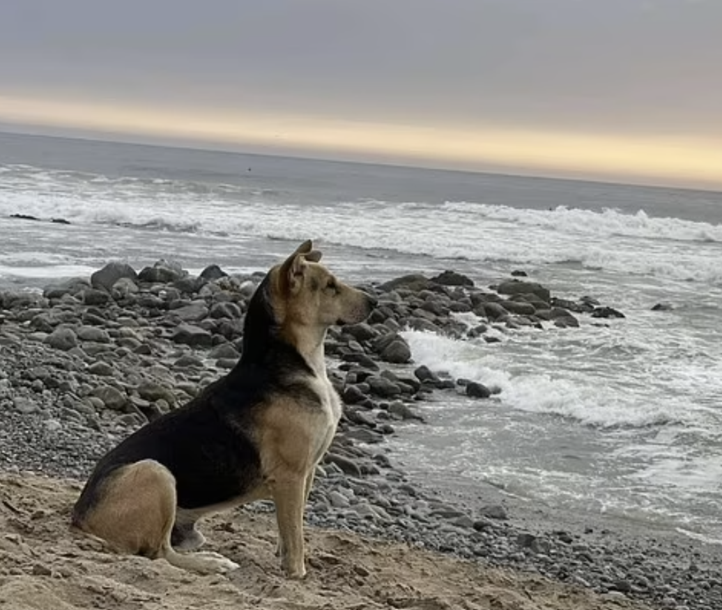 Este cão vai todos os dias à praia onde viu o dono pela última vez, na esperança de o encontrar