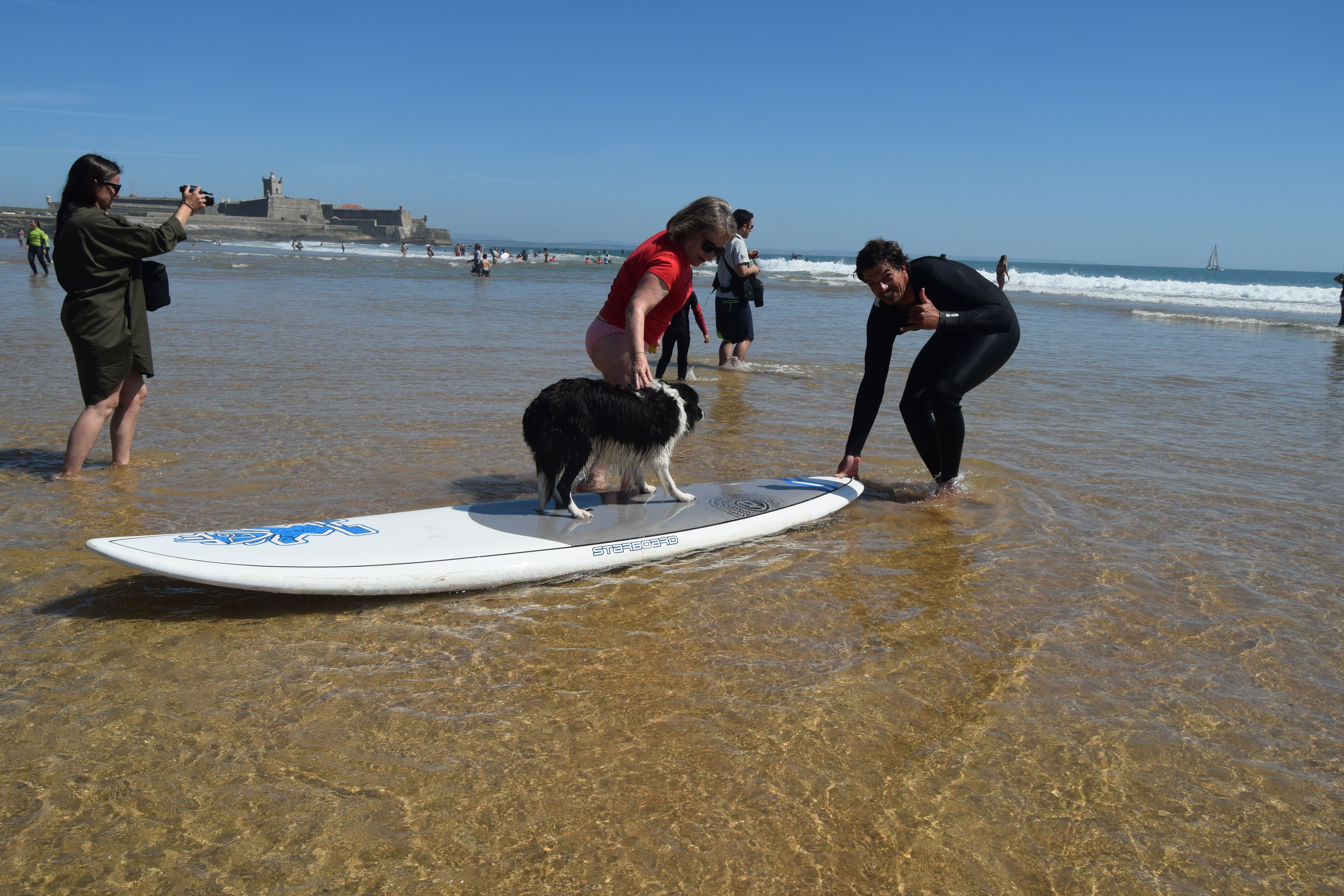 Ama cães? Adora surf? Este sábado vai poder ver as suas duas paixões ao vivo. Saiba onde