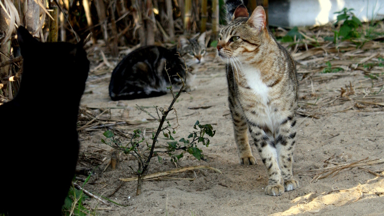 Gatos errantes: os pequenos selvagens que se alastram na urbe