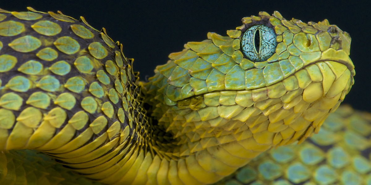 Qual é a cobra mais venenosa do mundo?