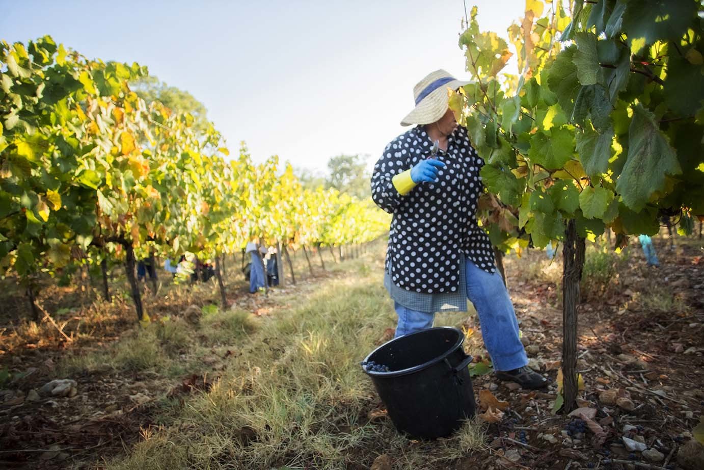 Há uma forma de o vinho saber melhor: quando dá uma mãozinha. 5 experiências para vindimar