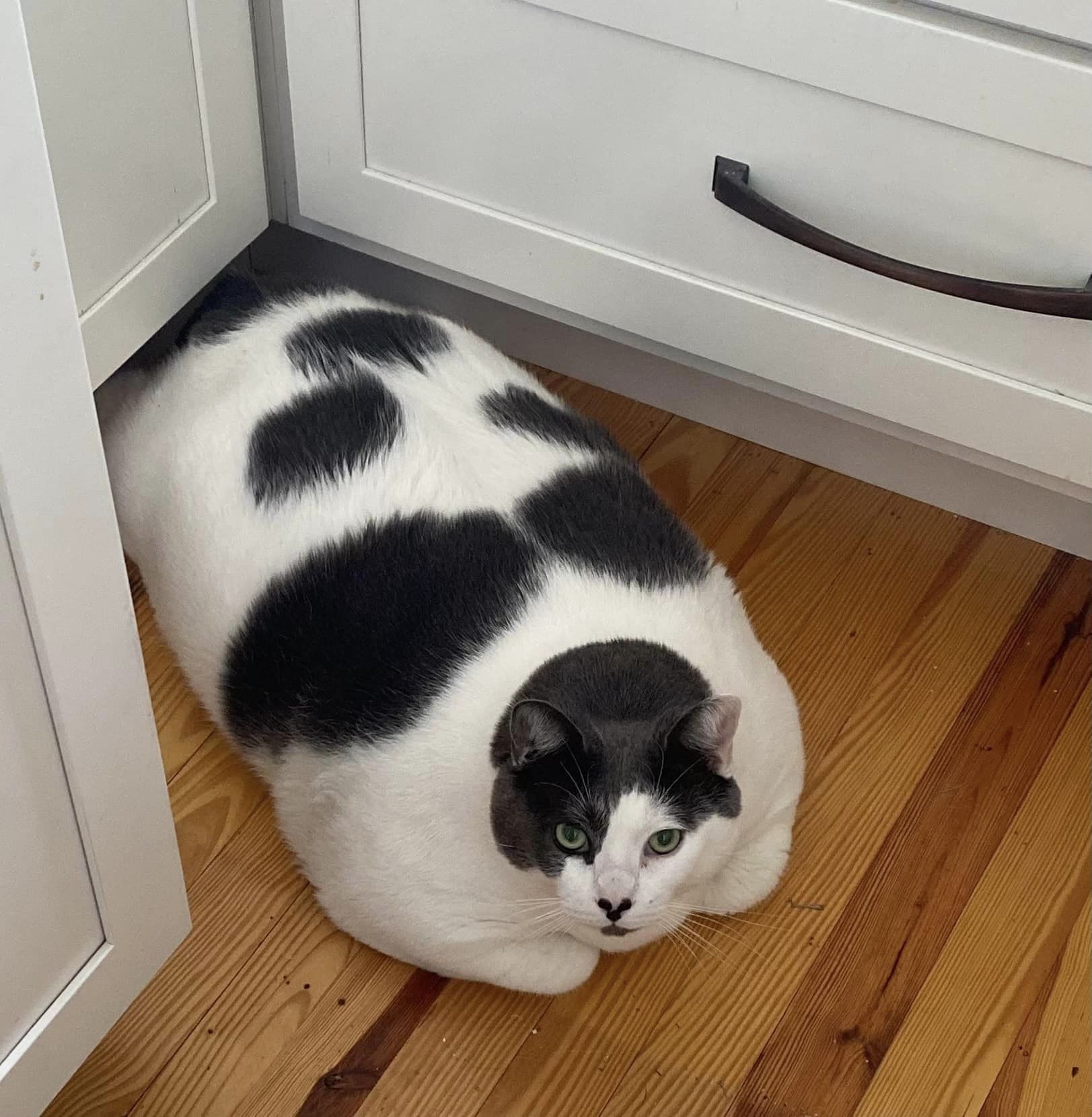 Este é o gato mais gordo do mundo. Pesa mais de 18 quilos e vai finalmente começar uma dieta