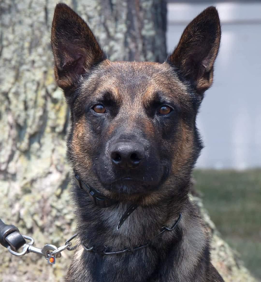 Yoda, o cão-polícia que se tornou herói ao apanhar um assassino em fuga da prisão