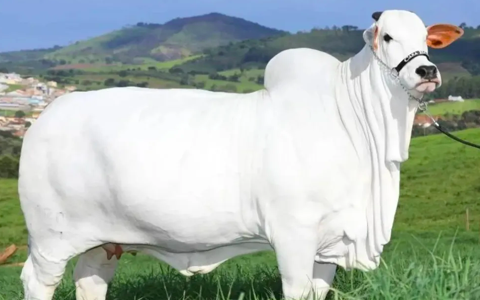 Esta é a vaca mais cara do Mundo. Foi vendida num leilão por mais de 4 milhões de euros