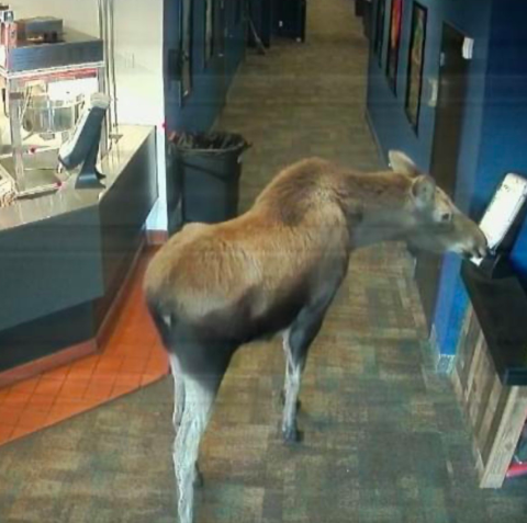 Este é o vídeo mais engraçado que vai ver hoje. Um alce entrou num cinema e devorou pipocas