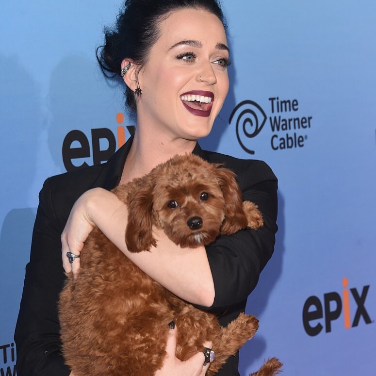 Katy Perry é quase 100% vegan e não está sozinha: o cão Nugget também se juntou