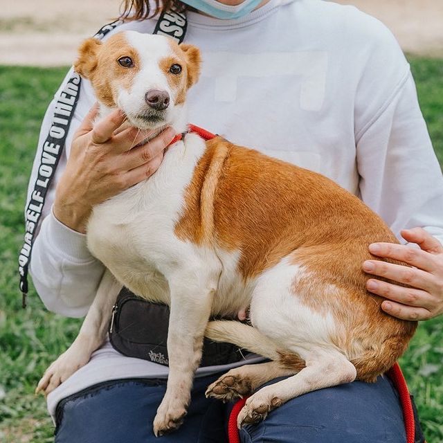 “Animais não são presentes”. Associações alertam para adoções por impulso no Natal