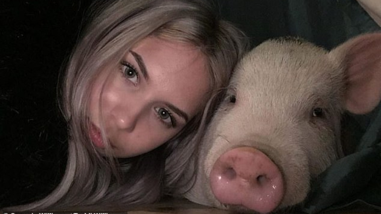 Família vegan em risco de perder a casa por ter um porco de estimação