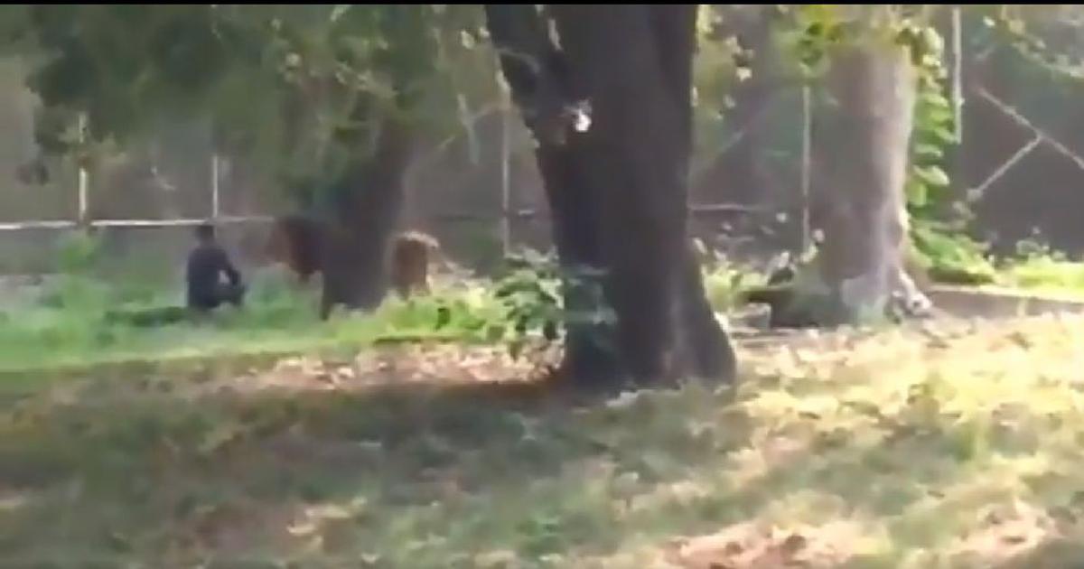 Um homem saltou para o recinto do leão num jardim zoológico. Veja o vídeo