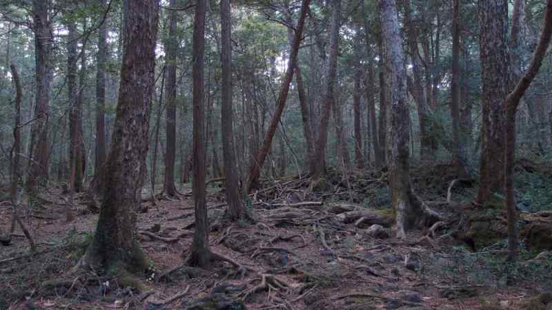 Uma floresta encantada numa ilha no Japão - Mundo - SAPO Viagens