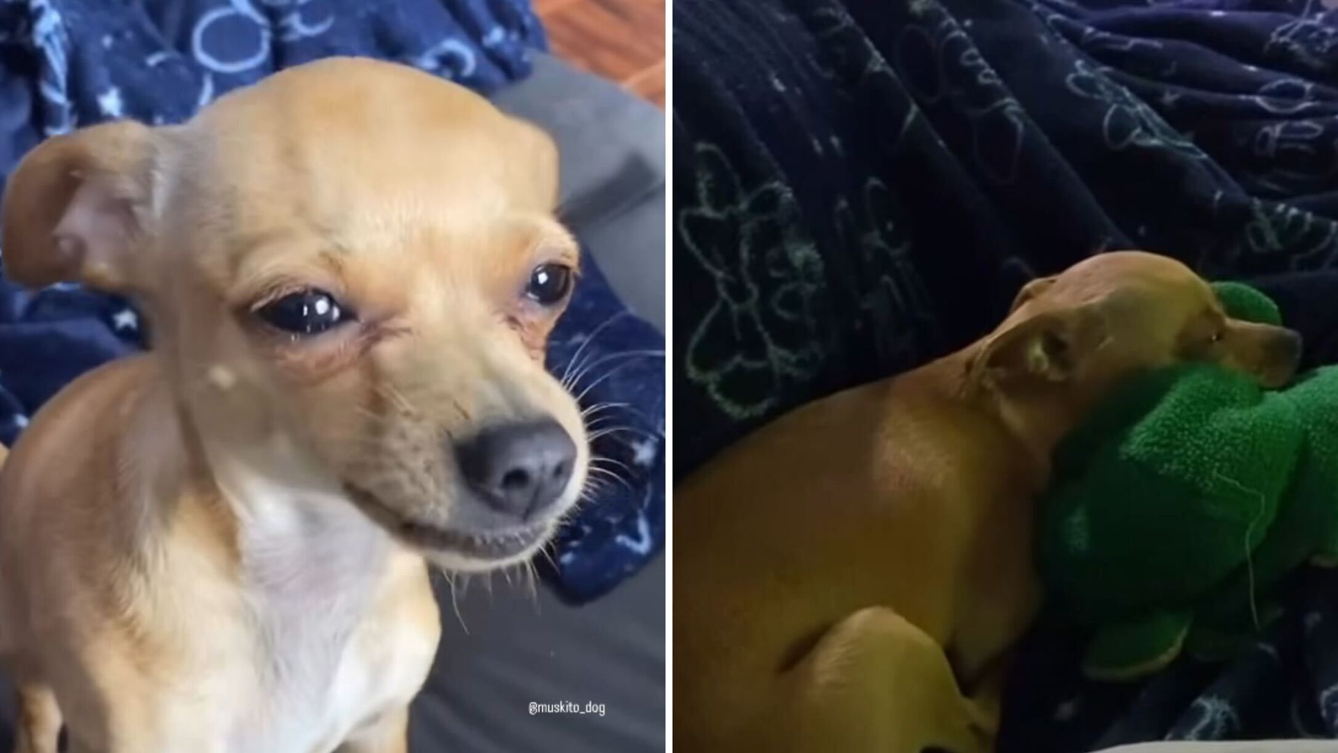 Este cão é viciado na “Patrulha Pata”. Veja o vídeo em que implora para ver os bonecos