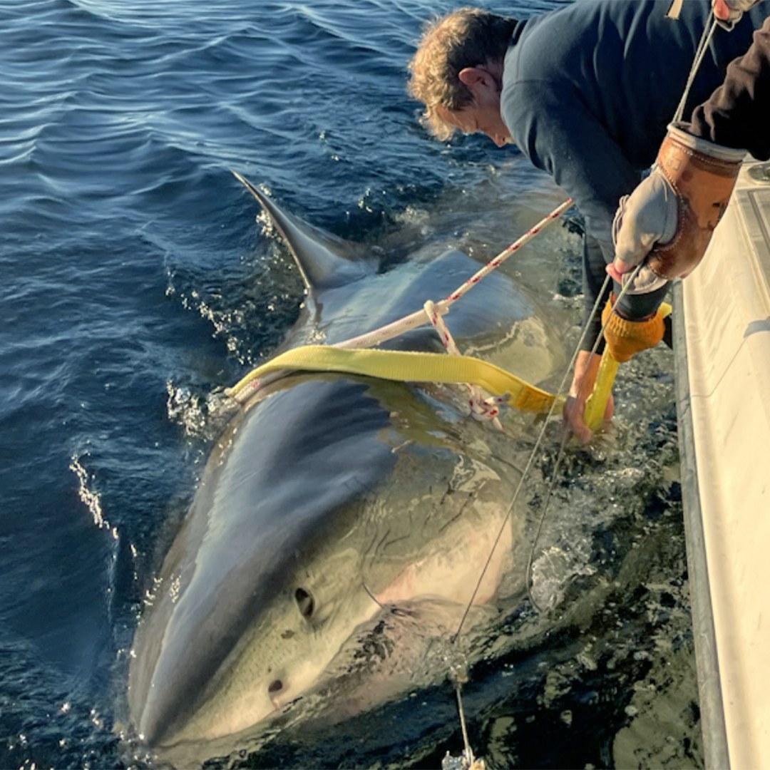 Com 4 metros e 750 quilos, este é o maior tubarão-branco macho do mundo. Saiba por onde anda