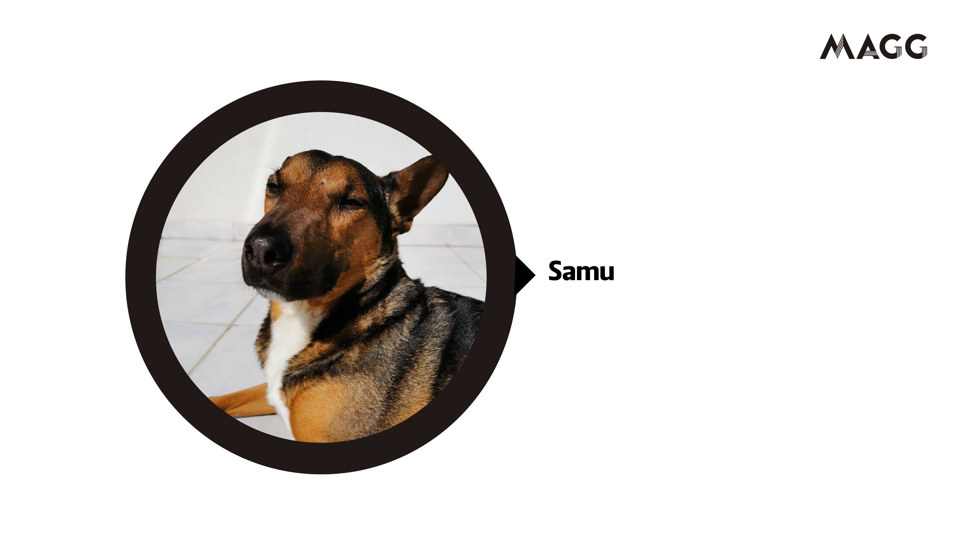 Editorial. Os 9 galgos de João Moura e a hipocrisia da sociedade