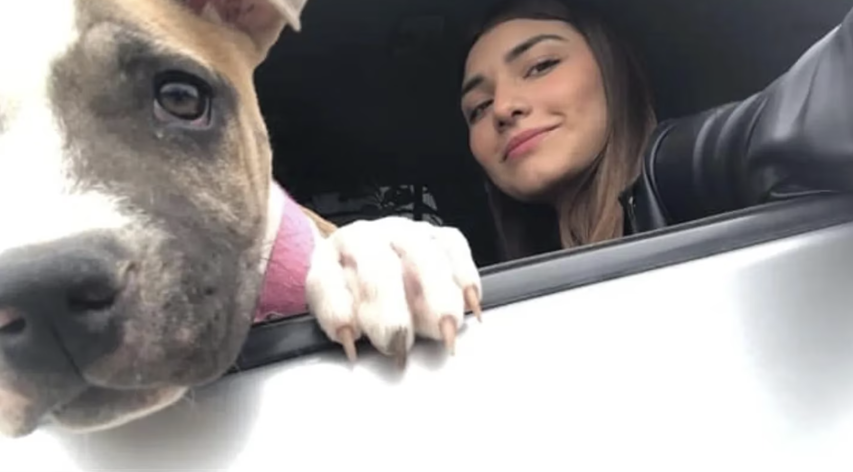 Cadela adotada morre de tristeza dois dias depois de a dona que o salvou ter perdido a vida num acidente de carro