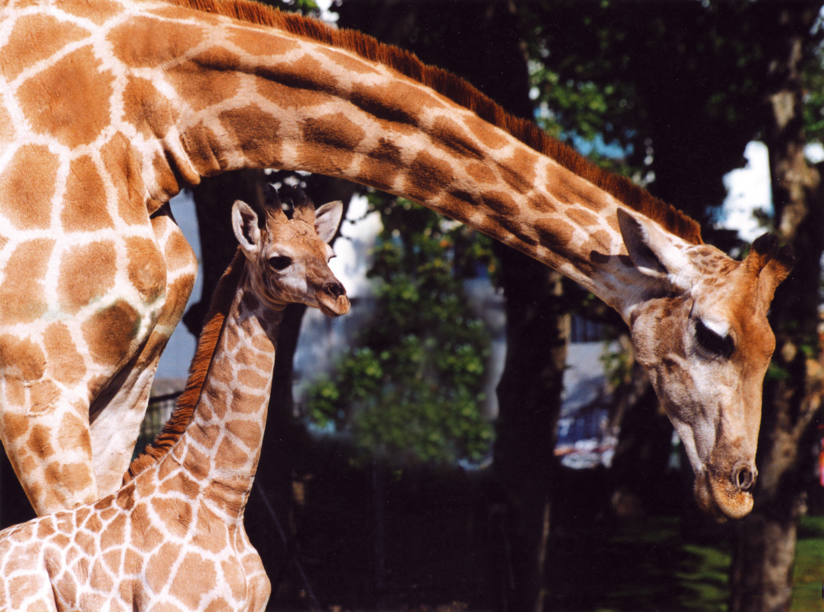 Com a altura de dois andares e o coração de 11 kg. Descubra mais sobre as girafas no Zoo de Lisboa neste dia especial