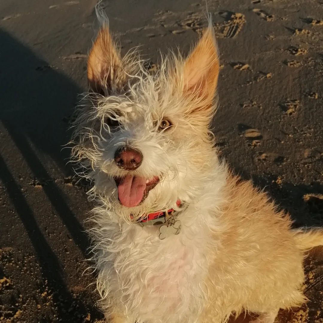 Cadela esfaqueada até à morte em Lisboa. Donos estão destroçados. “Não conseguimos parar de chorar”