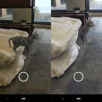 tek gatinho