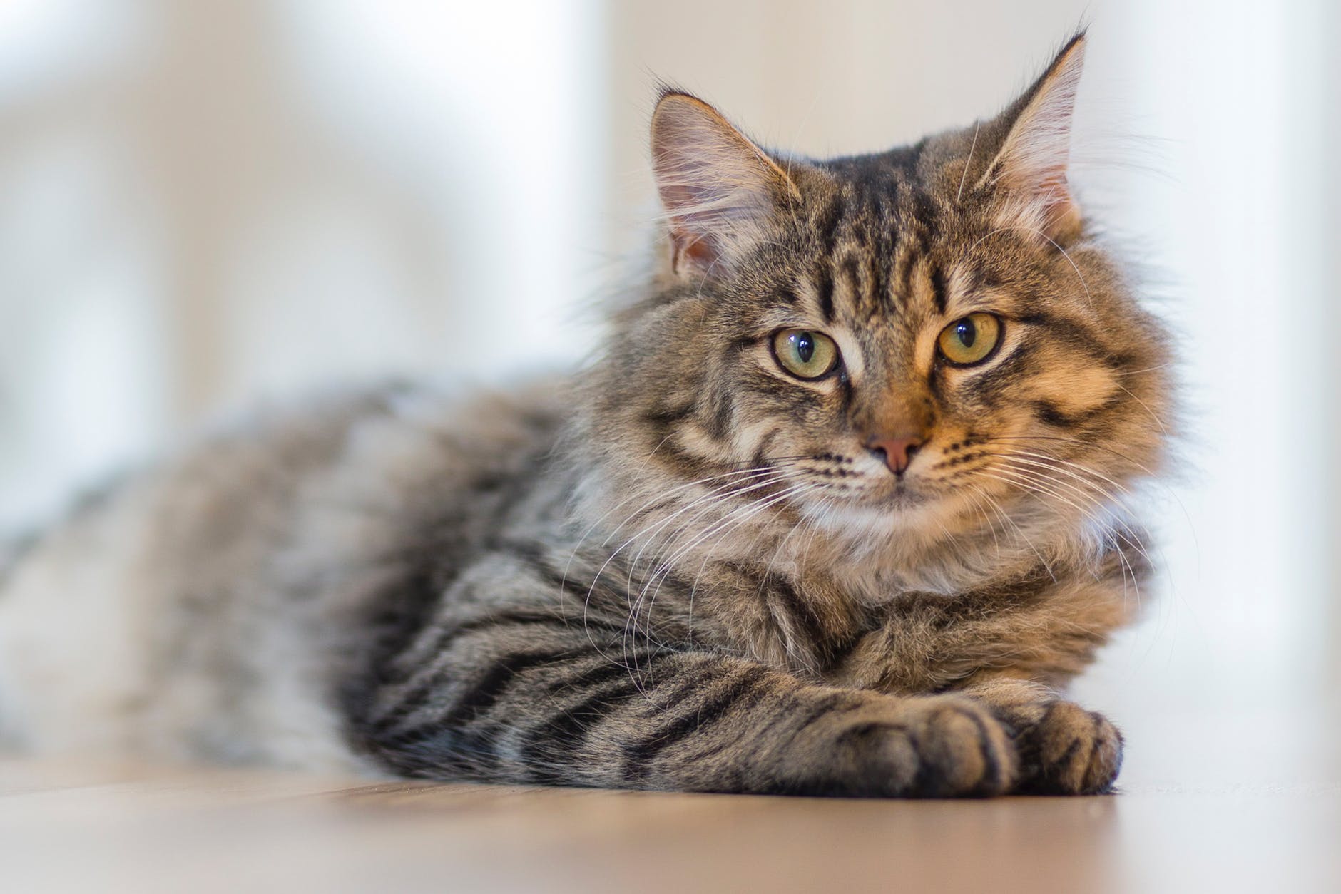 Estudo mostra que os gatos reconhecem o próprio nome – só optam por ignorá-lo
