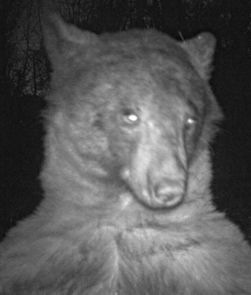 Urso faz poses para uma câmara e tira 400 selfies. O resultado é hilariante