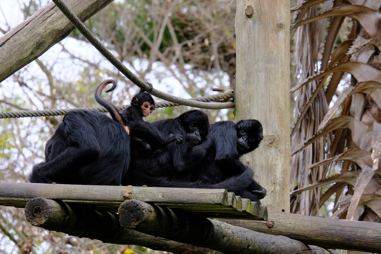 Vá celebrar o Dia dos Avós ao Zoo de Lisboa com Zahara, uma macaca-aranha de 27 anos, e Cello, o pinguim