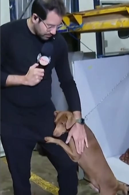 Jornalista adota cão que o abraçou durante direto. Animal estava num canil no Rio Grande do Sul