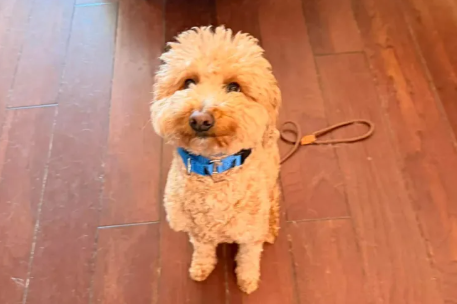 Mulher abandona cão no aeroporto e deixa-o amarrado antes de tentar embarcar. Acabou detida