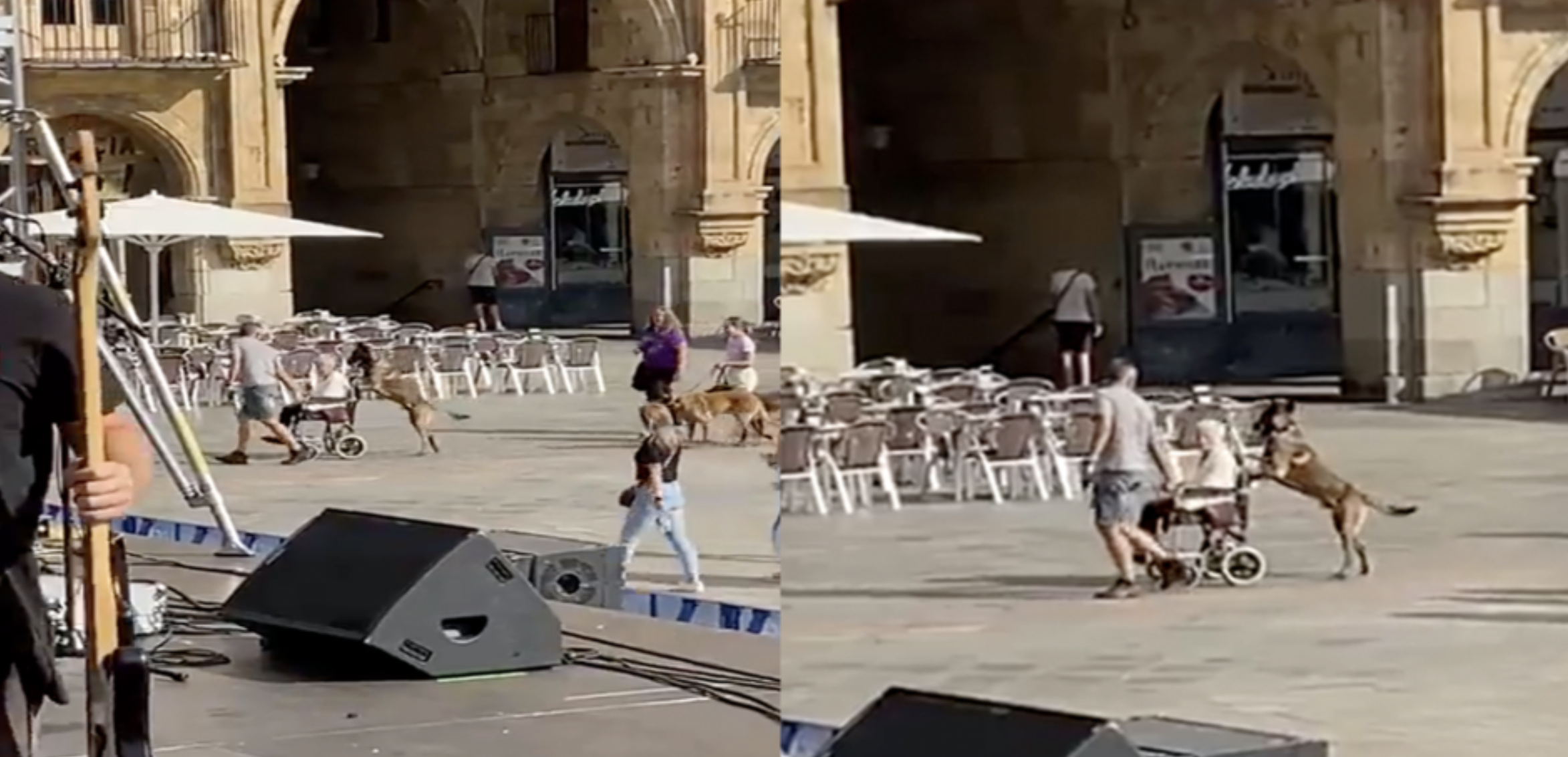 Incrível: Cão empurra a cadeira de rodas da dona e leva-a a passear por Salamanca. Veja o vídeo