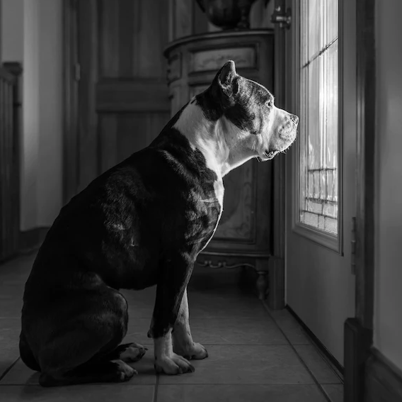 Cão pit bull mata mulher. Vítima ficou com feridas “catastróficas” na cabeça e no braço