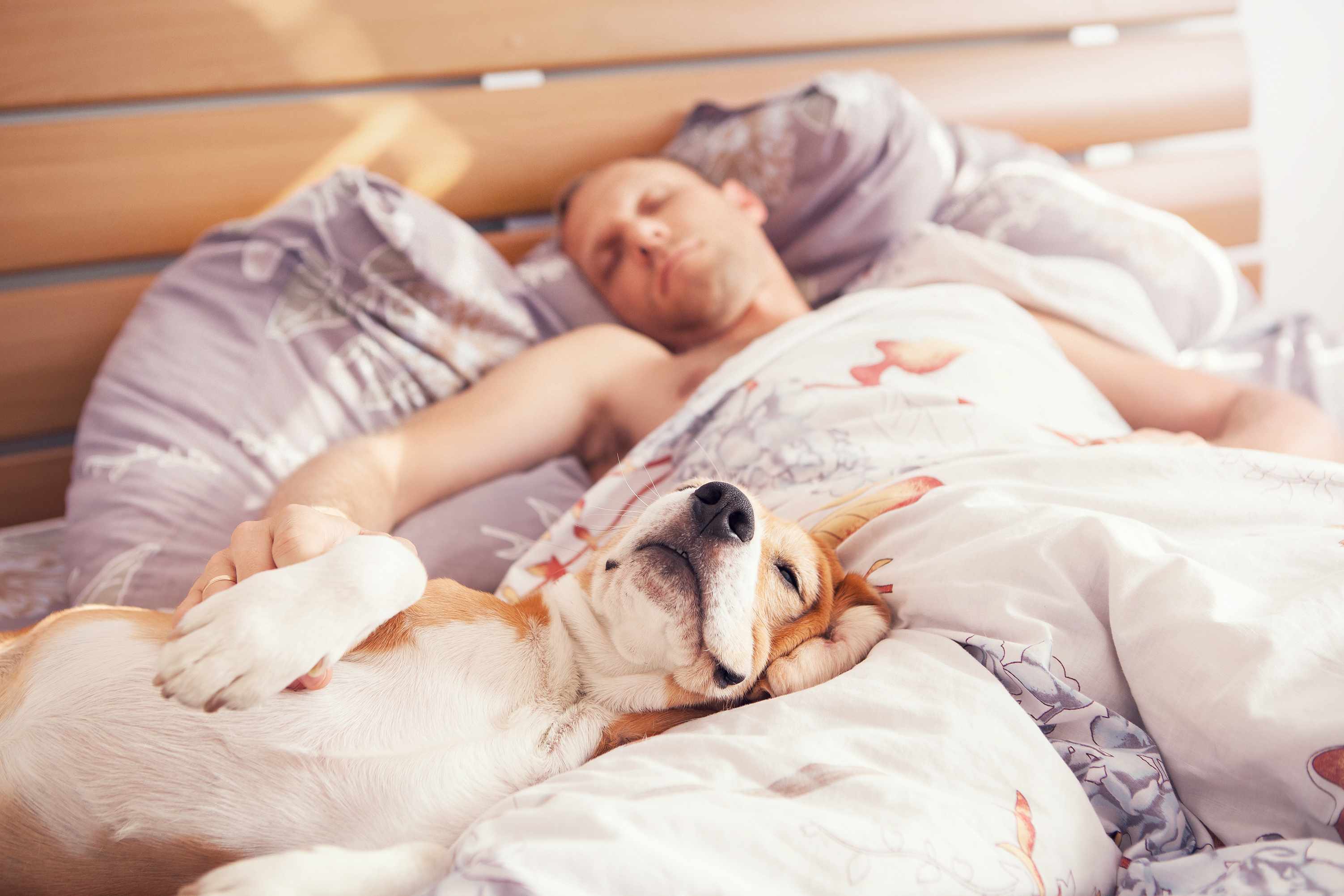 O que significam as 10 posições de dormir mais comuns do seu animal de estimação