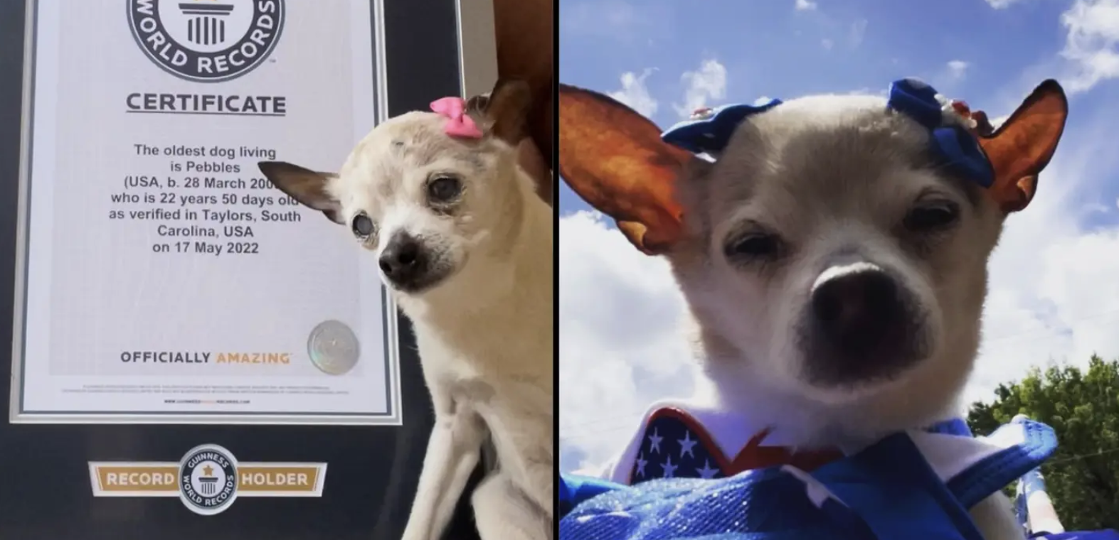 22 anos e 32 cachorrinhos depois, morreu a Pebbles, a cadela mais velha do mundo