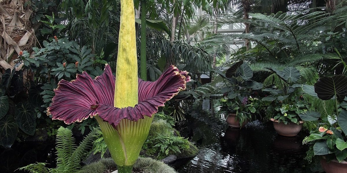 Quase extintas, gigantes ou mal cheirosas: Estas são as 10 flores mais  raras do mundo - Mundo - SAPO Viagens