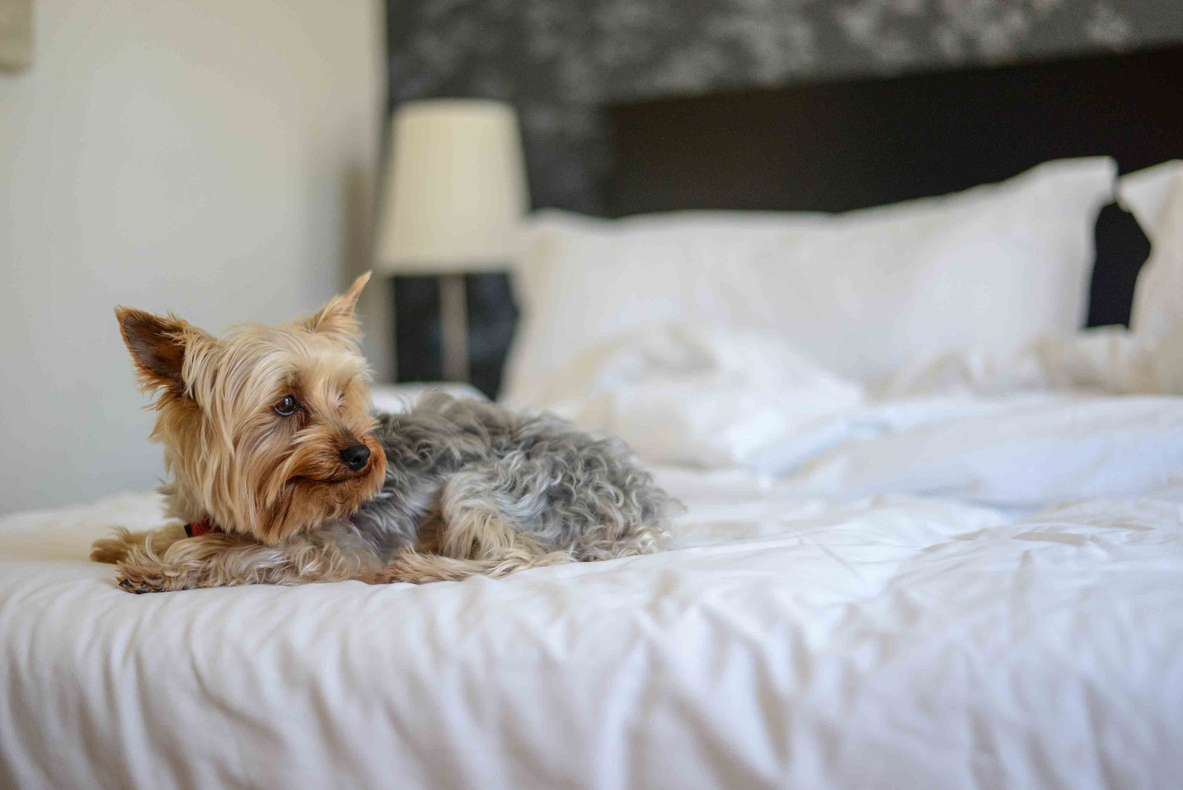 No Real Marina Residence pode ir de férias com o seu amigo de quatro patas (e dão-lhe um kit de boas-vindas)